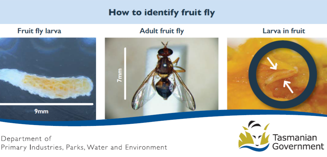 Fruit Fly Multi-Lingual Flyers image